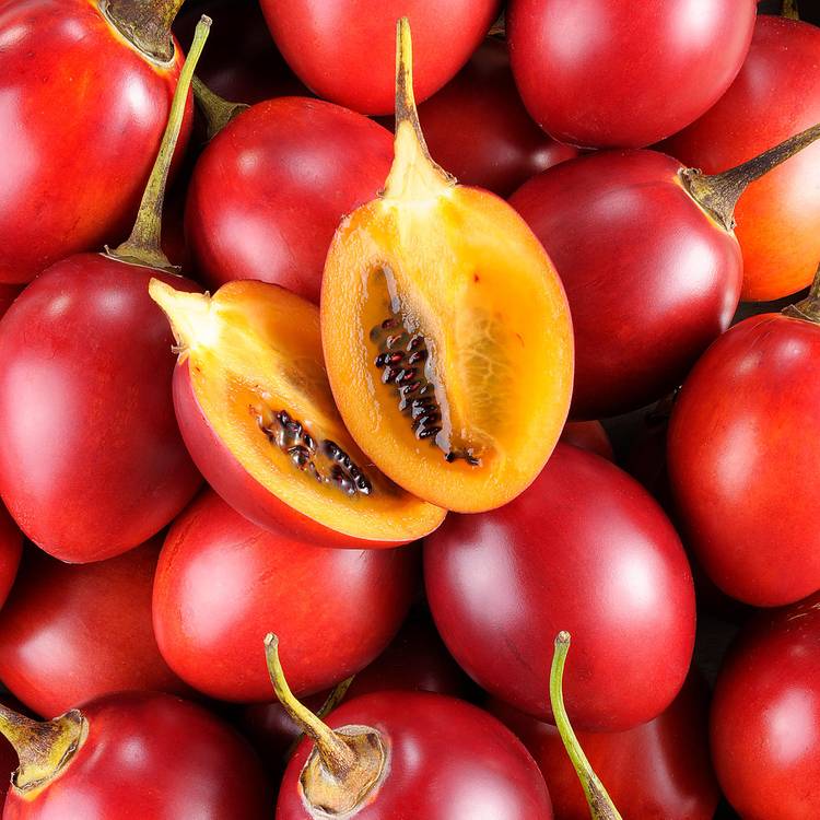 Le Tamarillo