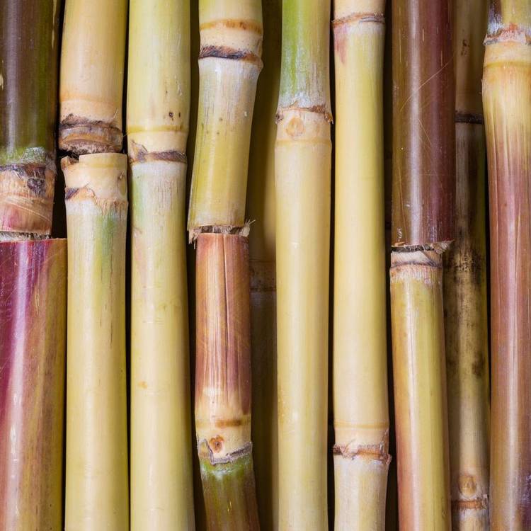 La Canne à sucre
