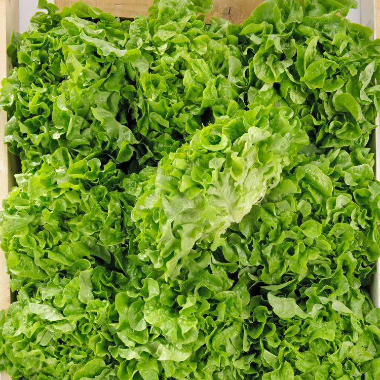 La Feuille de chêne verte