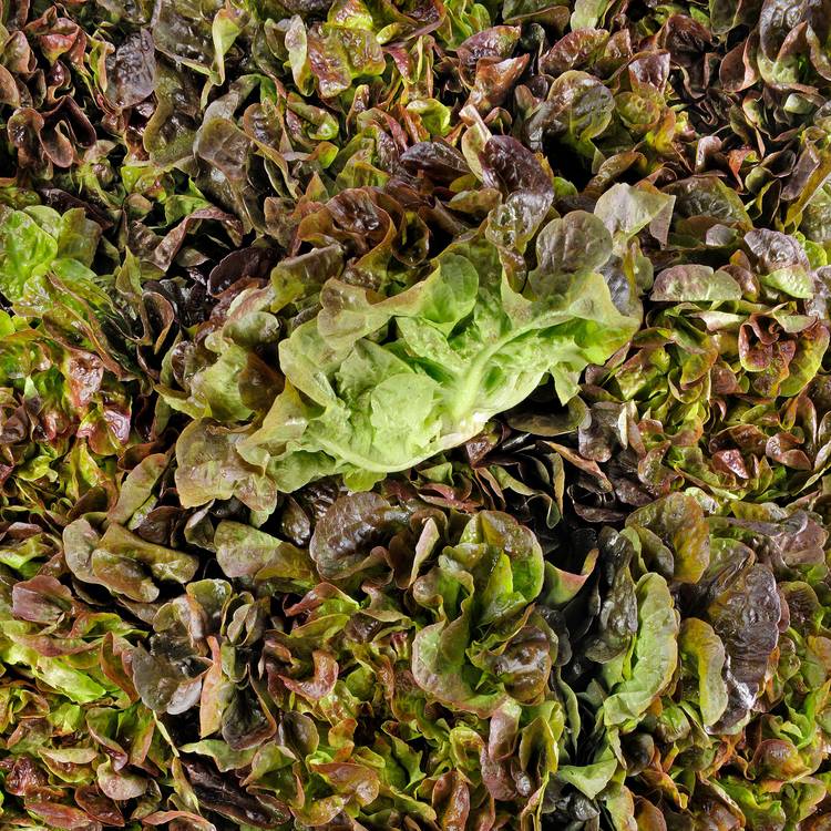 La Feuille de chêne rouge