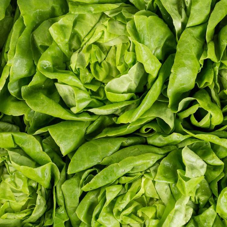 La Salade laitue verte