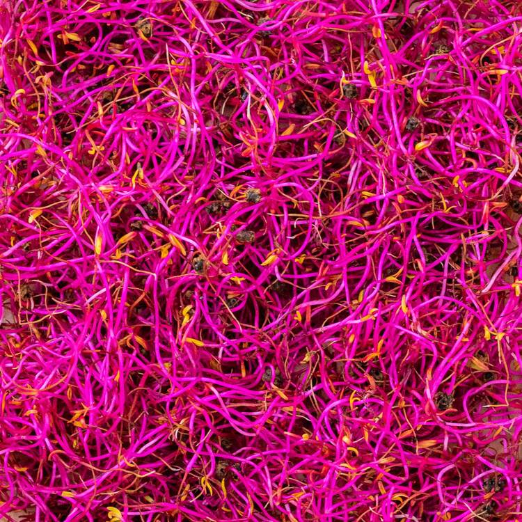 Les Graines germées de betteraves rouges HVE