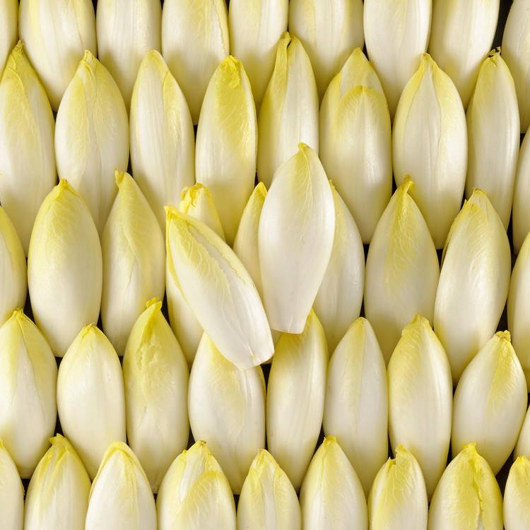 Les Jeunes pousses d'endives