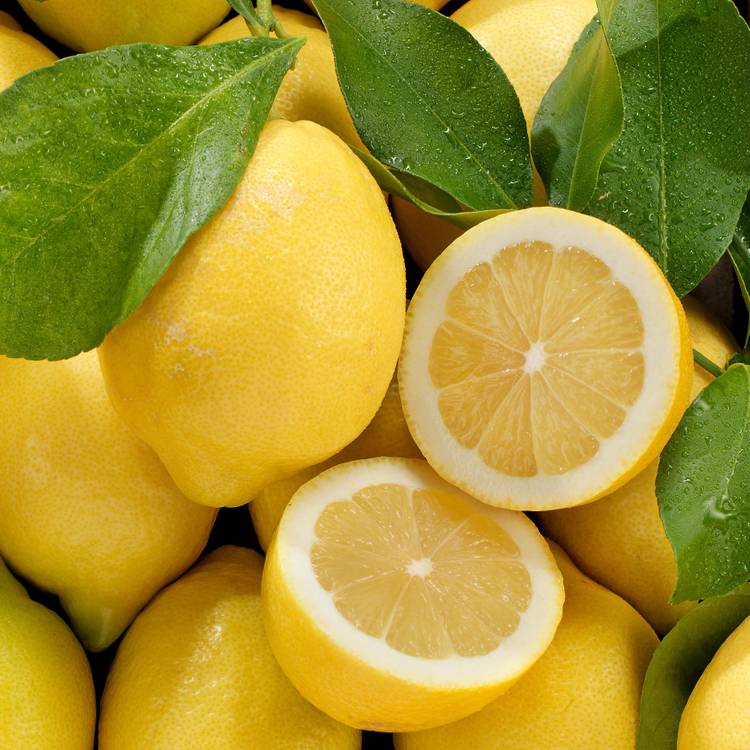 Le Citron feuille non traité après récolte