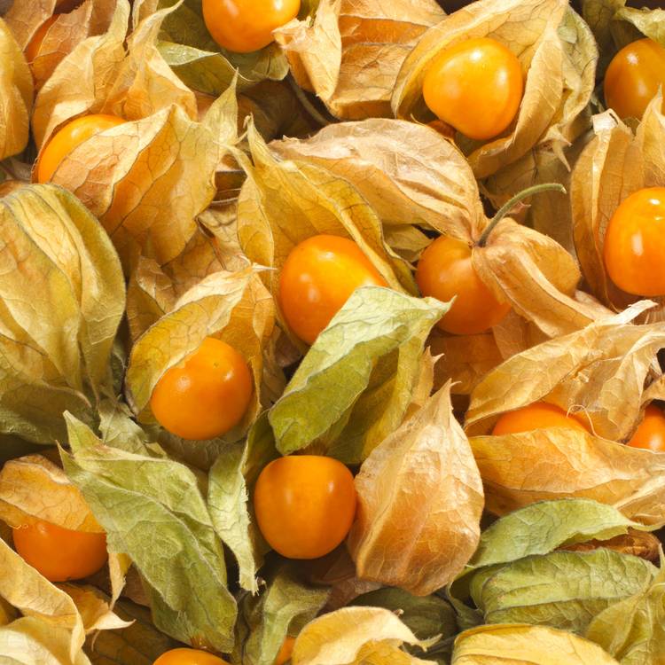 Le Physalis