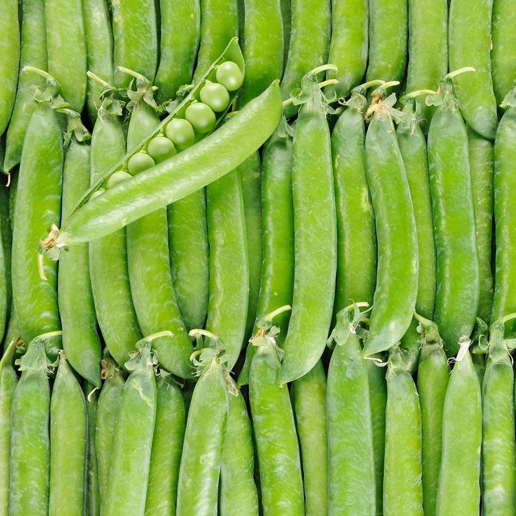 Le Petit pois BIO