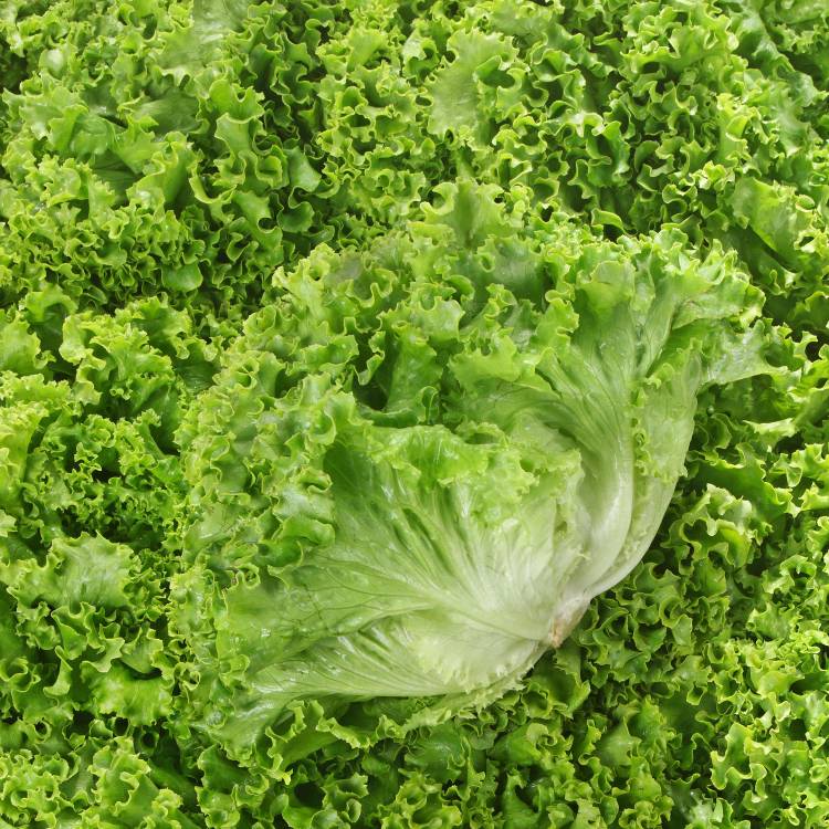 La Salade batavia verte