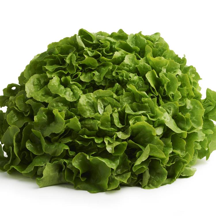 La Feuille de chêne verte