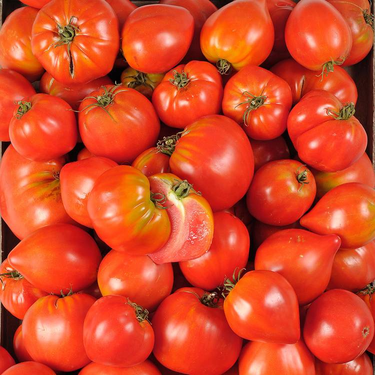 La Tomate cotelée rouge BIO