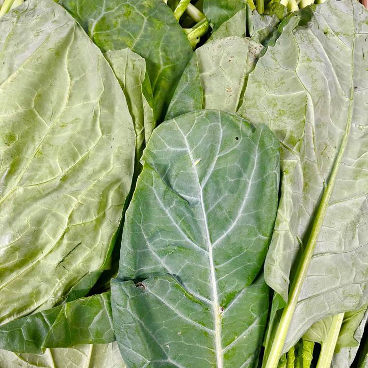 Le Kai-lan (Brocoli chinois)